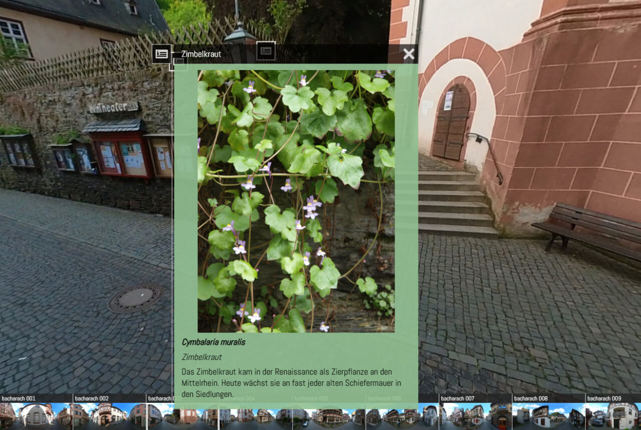 bacharach-natur